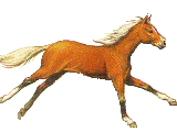 kůň
