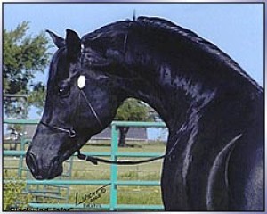 Fríský kůň 2