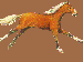 kůň