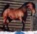 Qarter horse 2